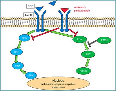 The Role of Anti-EGFR Monoclonal Antibody in mCRC Maintenance Therapy